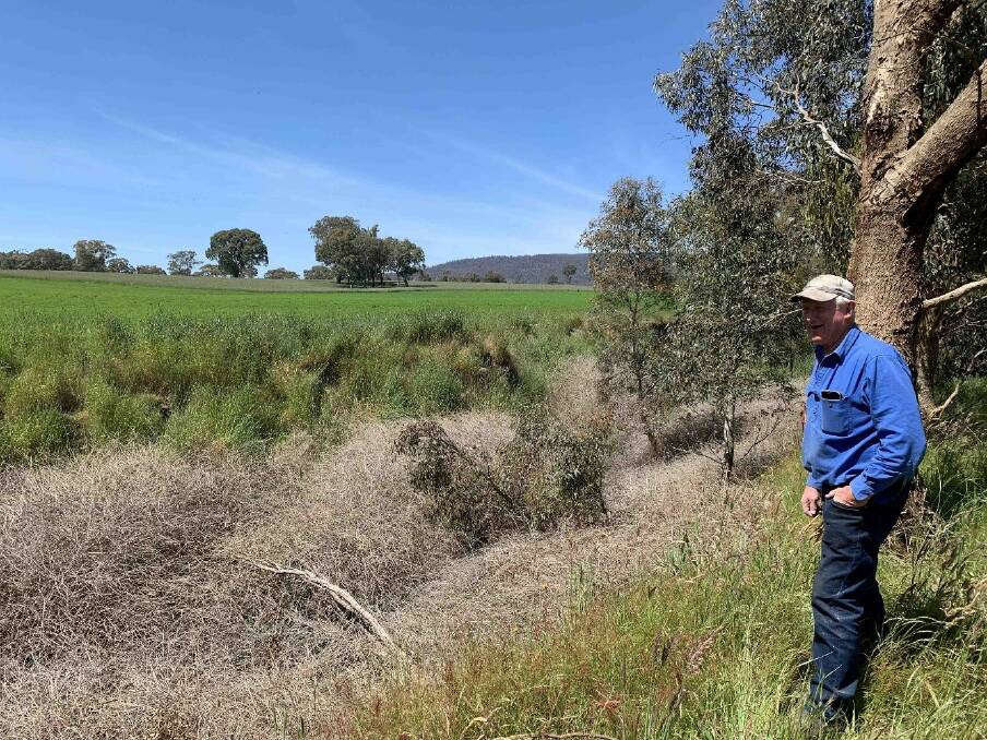 DAMAGE: Landholder M. Greene overlooking treated Blackberry infestation on Hickmans Creek. Picture: Contributed. 