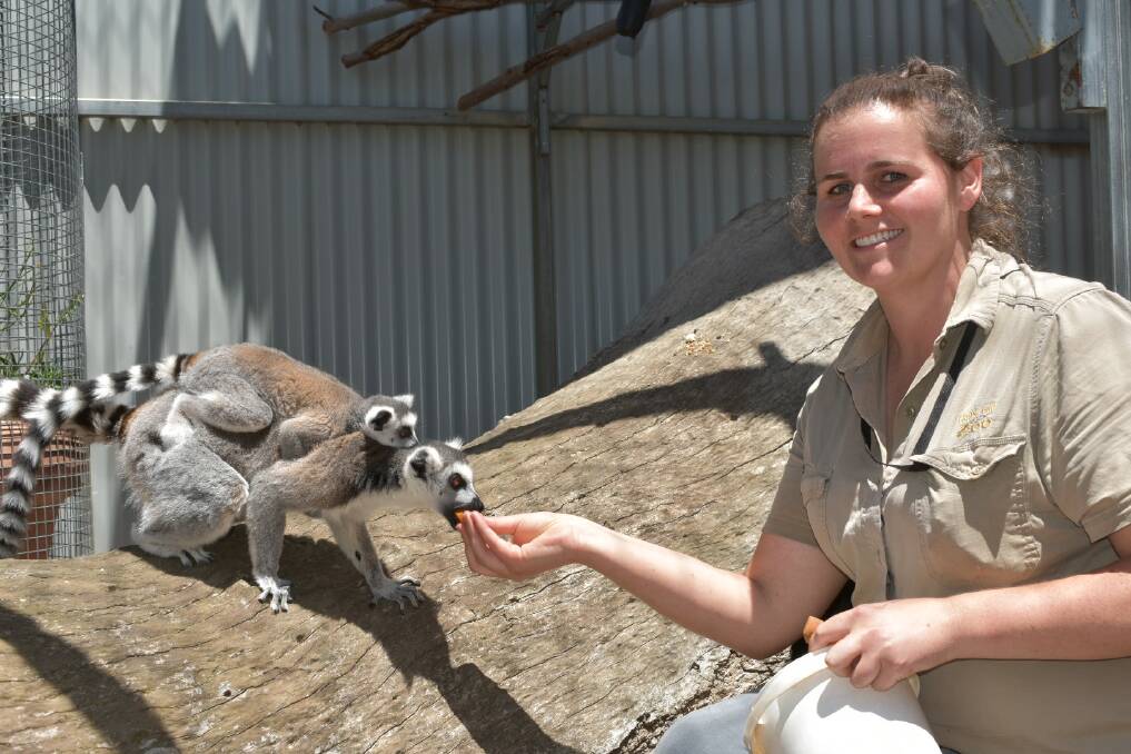 FEEDING: Halls Gap keeper Mia Hammond with infant Ring-Tailed Lemur Anja and mother Asha. Picture: JAMES HALLEY