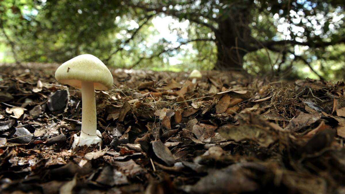 Death Cap mushroom growing under a oak tree in Bass Garden, Griffith, Canberra. Picture by Marina Neil 