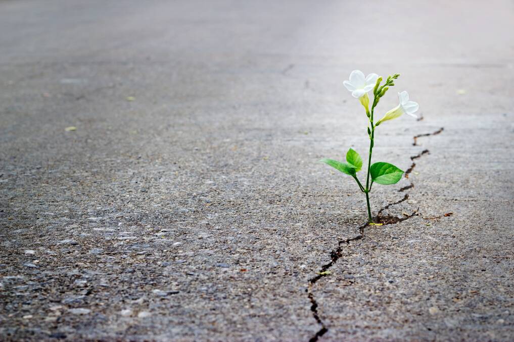 SPRINGING ETERNAL: No matter what life sends our way, we must always hang on to hope. Picture: Shutterstock.com