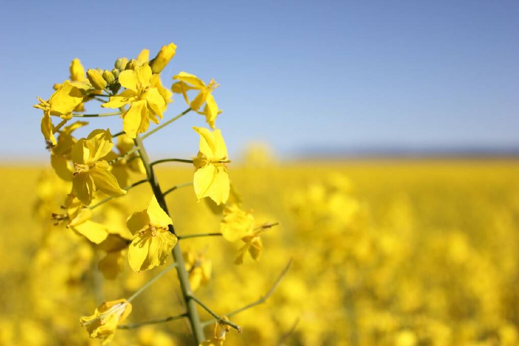 Blackleg was a significant issue for canola growers last year.