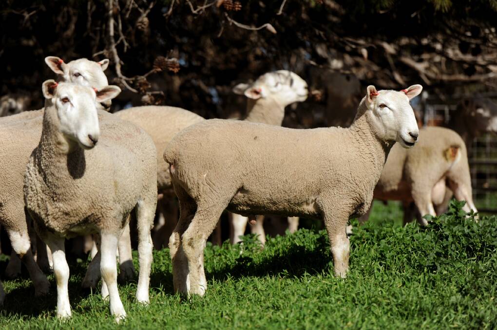 Luke Dunn's ewes won't start lambing until later this month.