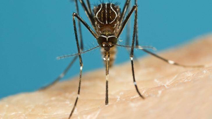 Mosquito plan needed for future