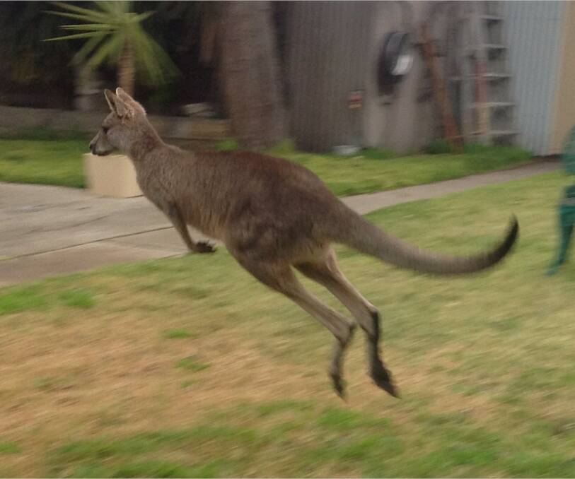 ON THE MOVE: Ararat resident Kerry Brumby had just enough time to grab her iPad and take a photo of this very active marsupial as it bounced around her backyard. 