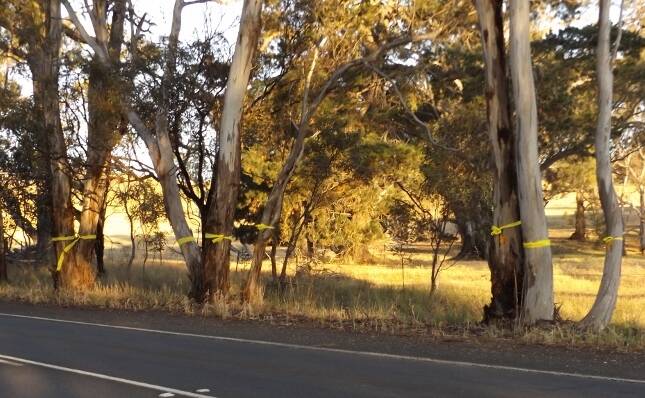 BARKING UP THE WRONG TREE: The removal of trees by VicRoads for road projects including the Western Highway duplication continues to cause debate among residents.  