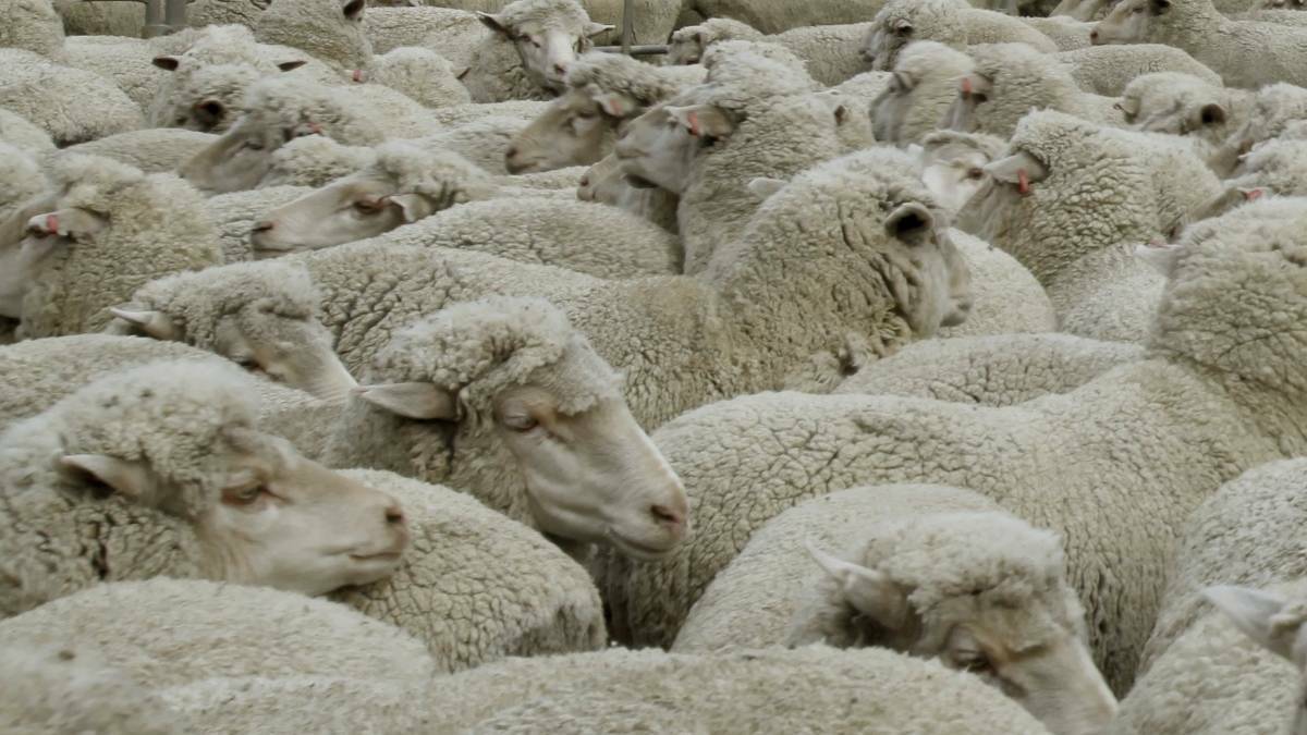 Wimmera shearers guilty of animal cruelty charges fined and disqualified
