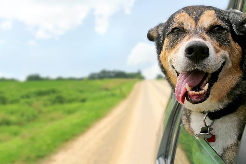 Keep your pooch safe on the roads. Picture: iSTOCK