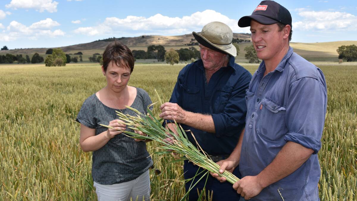 FROST DAMAGE: Victoria's Agriculture Minister Jaala Pulford inspects frost damaged wheat with growers Bruce McKay and Andrew Laidlaw, at the Laidlaw's Ararat property.
PICTURE: Andrew Miller.
