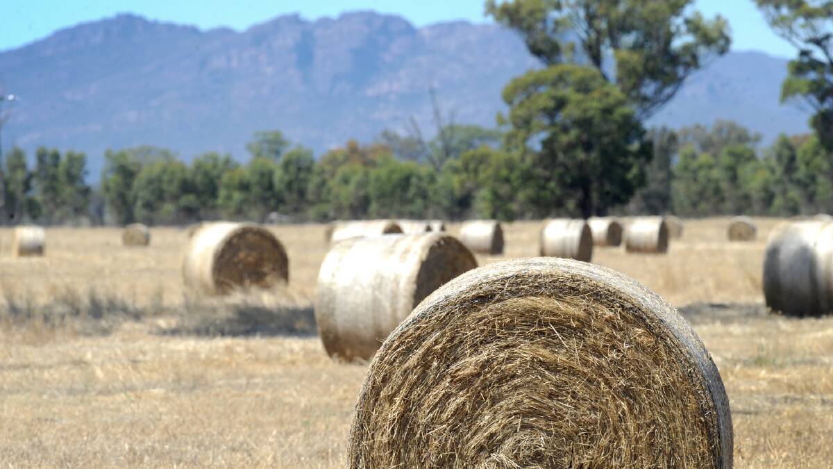 Bales of hay in a paddock at Laharum. Picture: OLIVIA PAGE