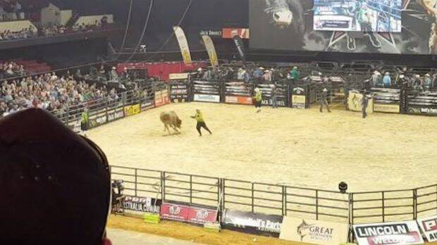 A bucking bull snapped its leg while being ridden at an Adelaide rodeo. Photo: Facebook/RSPCA South Australia