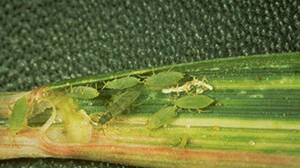 THREAT: A colony of Russian wheat aphids. Picture: Frank Peairs, Colorado State University, Bugwood.org