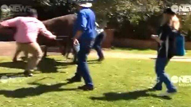 No Bull: A steer on the lose at the seat of WA politics. Photo: Ten News Perth