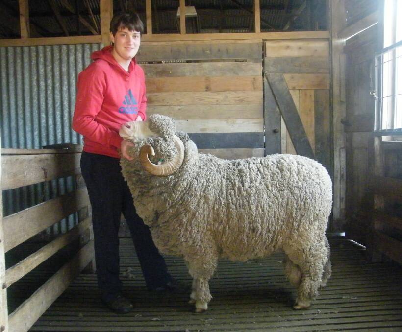 Top ram: Chris Hartwich from Mt Challicum stud with Ferguson, one of the property's rams which will be on display this Friday as the stud debuts at the Southern Merino Field Days.