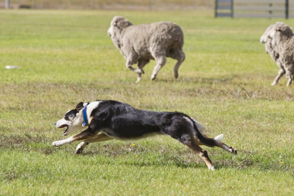 TRAINED: Moyston hosted a sheepdog trial in March with Buangor set to host an event on Saturday. Picture: Peter Pickering