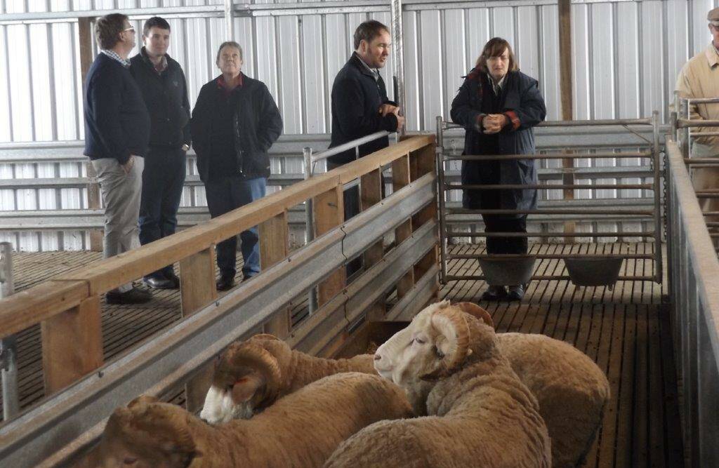 Fleece viewing: Attendees of the Australian Superfine Wool Growers Association's fleece competition and annual reunion viewing rams over the weekend. Picture: provided.  
