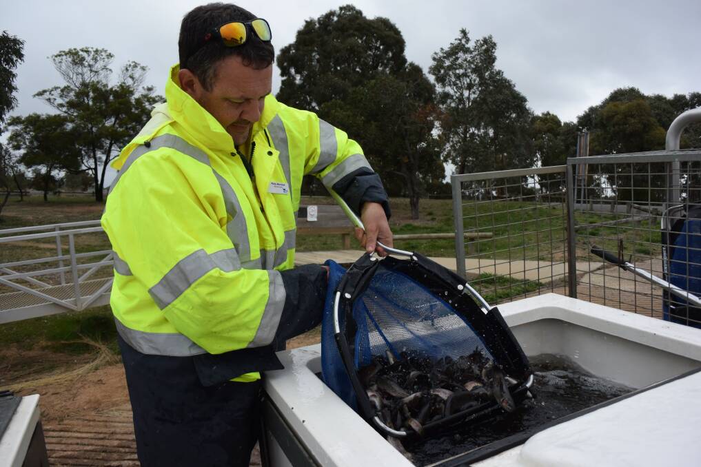 RESTOCKING: Ricky McIntosh from Fisheries Victoria releasing trout into Lake Green Hill Lake. Picture: Anna Evans.