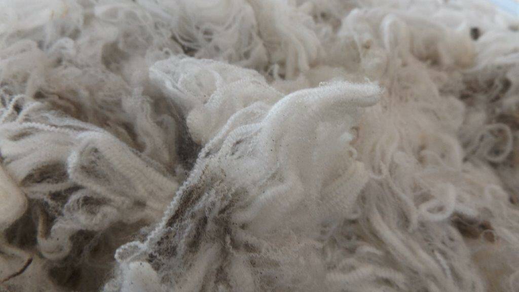 Woolly business: An example of the fleeces on display at the Australian Superfine Wool Growers Association. Picture: provided. 