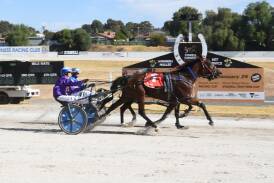 Finish of the $7000 Stawell Gift Hall Of Fame Pace
on Good Friday was a real family affair" with Peter
Manning-trained Time To Torque winning with Kerryn
Manning on the reins. Picture by Claire Weston Photography