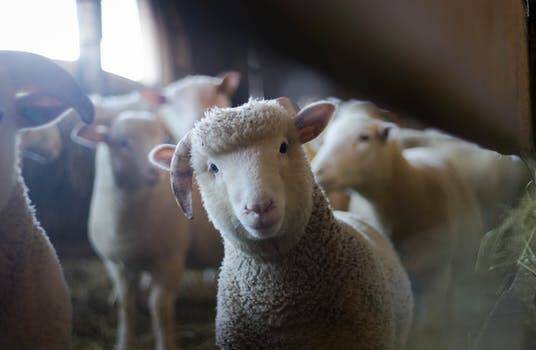 Police appeal for information on stolen rams at Christmas time