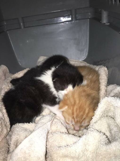 REJECTED: These three kittens were found dumped in the Stawell Ironbarks reserve last week - but another mother cat has since adopted them as her own. Picture: CONTRIBUTED