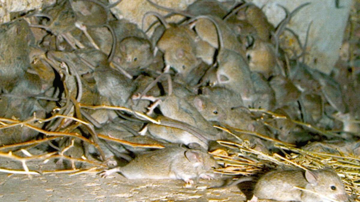 OUT OF CONTROL: The threat of mice has hounded worried home owners this winter and the anxiety is expected to continue on into spring. 