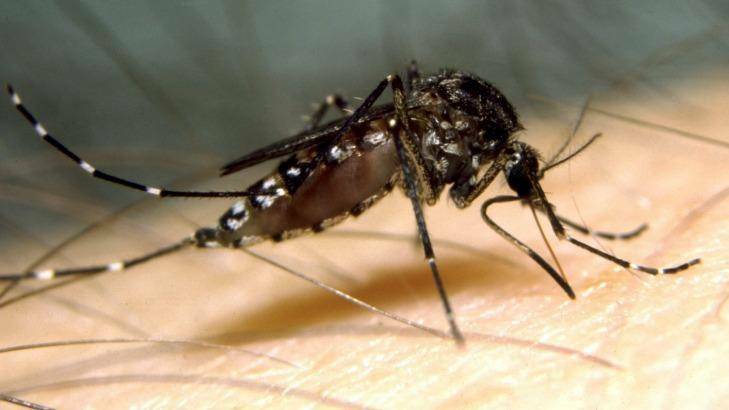 Anti-mosquito campaign for Horsham and Northern Grampians
