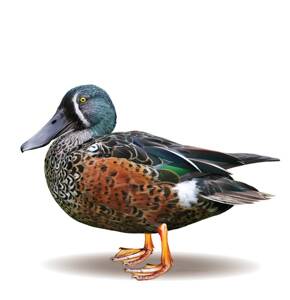 A male Blue-winged Shoveler. Picture: GMA