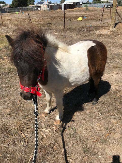A lost pony found in Ararat on Thursday. Picture: ARARAT RURAL CITY