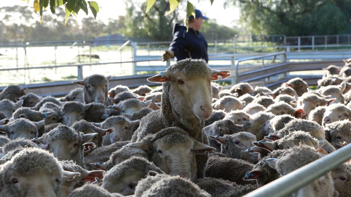 Unseasonally wet conditions has increased the threat of flystrike and worms to sheep flocks across parts of southern Australia. 
