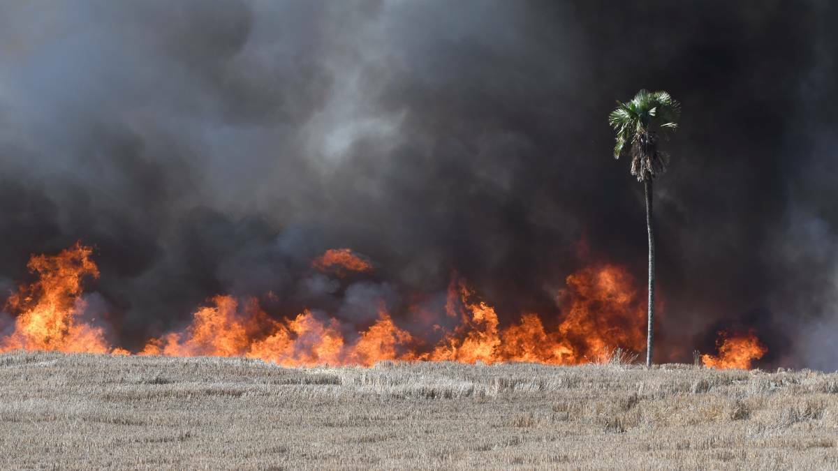 Flames edge close to a palm tree as farmers carry out a controlled burn in Windermere, west of Ballarat, this month. Picture: Lachlan Bence