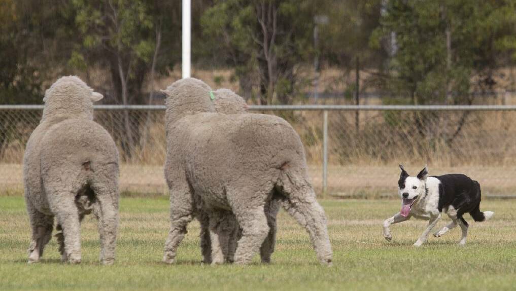 The state's top sheep dogs have arrived in Moyston to compete at the oldest trials in Victoria.