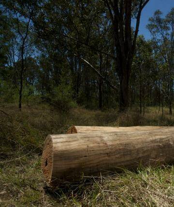 Landcare co-ordinator Lisa Harrold helped arrange the airlift of logs into the Mulgoa Nature Reserve to create a new home for  native mammals. Photo: Wolter Peeters