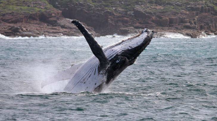 A whale off Port Stephens, NSW, Australia. Photo: Dean Osland/File