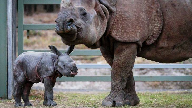 A male calf is the first Greater One-Horned Rhino to be born in Australia. Photo: Bobby-Jo Clow