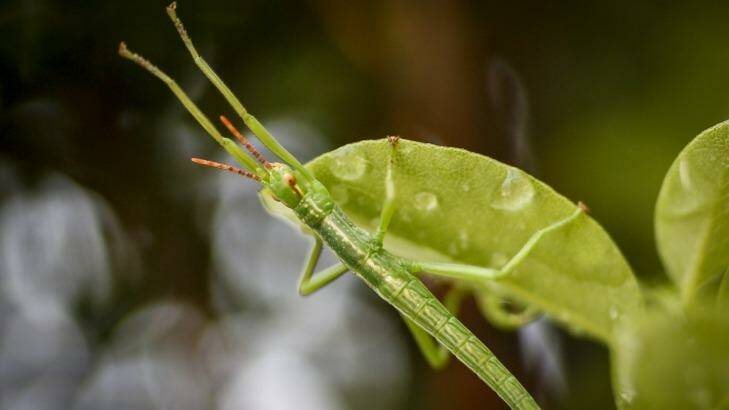 A vibrant green juvenile Lord Howe Island stick insect.  Photo: Eddie Jim