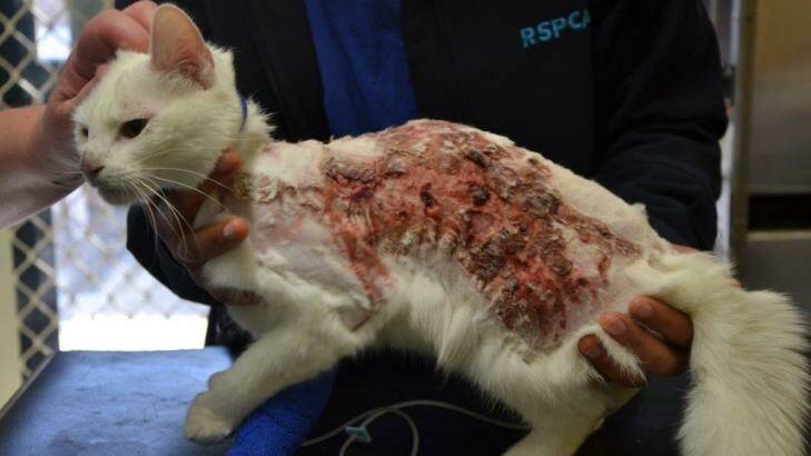 The Canberra Times. August 24, 2015. Photo: RSPCA ACT. A cat with serious burns left at the RSPCA in Canberra. Photo: RSPCA ACT