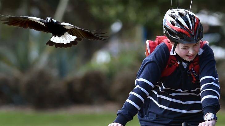 Magpie attacking cyclist at Bicentenniel Park, Glebe.  Photo: Steven Siewert