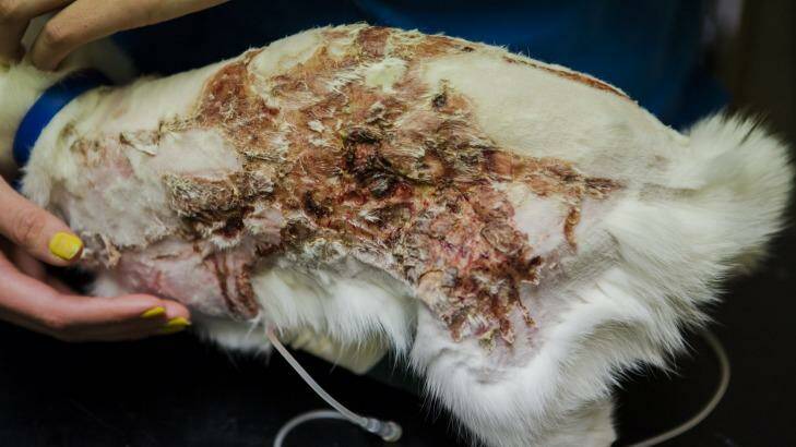 The kitten sustained burns to almost a third of its body. Photo: Jamila Toderas