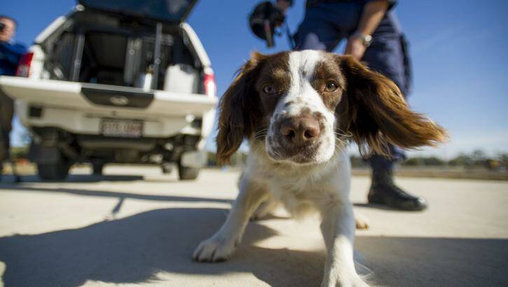 English springer spaniel Boone reports for duty with the ACT Corrective Services' K9 Unit. Photo: Jay Cronan