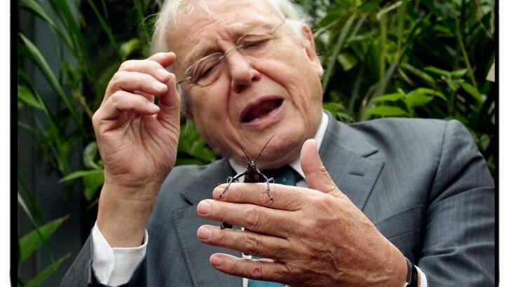 Sir David Attenborough meets a Lord Howe Island stick insect at the Melbourne Zoo.   Photo: Angela Wylie 