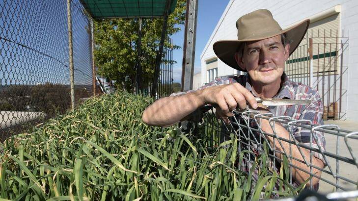 Chris Gregg in his vegie patch with a crop of Monaro garlic that is being grown in space in an industrial area of Queanbeyan. Photo: Jeffrey Chan