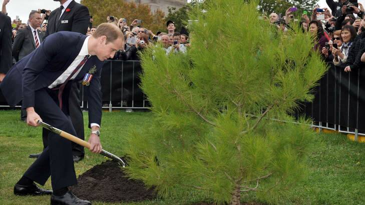 Prince William, Duke of Cambridge plants an Aleppo Pine seedling derived from seeds gathered after the battle of Lone Pine at Gallipoli, on ANZAC Day on April 25 2014 in Canberra, Australia. Photo: REUTERS/Mark Graham/Pool