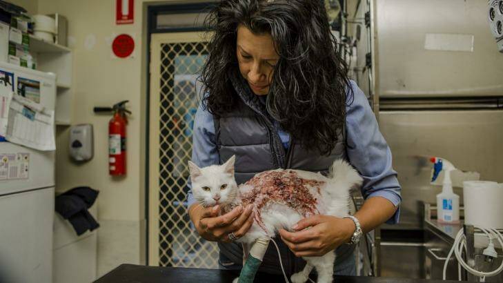 Elsa the cat sustained serious burns before she was dumped at the RSPCA in Canberra. Photo: Jamila Toderas