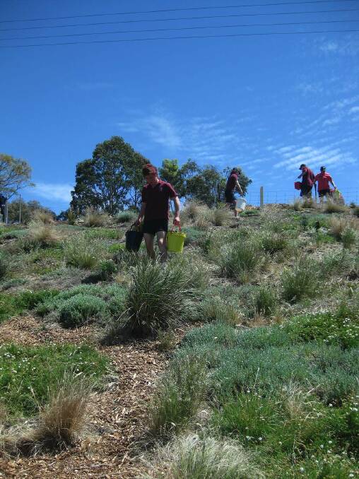 BEFORE: Volunteers from Lake Bolac College water the flourishing plantation.