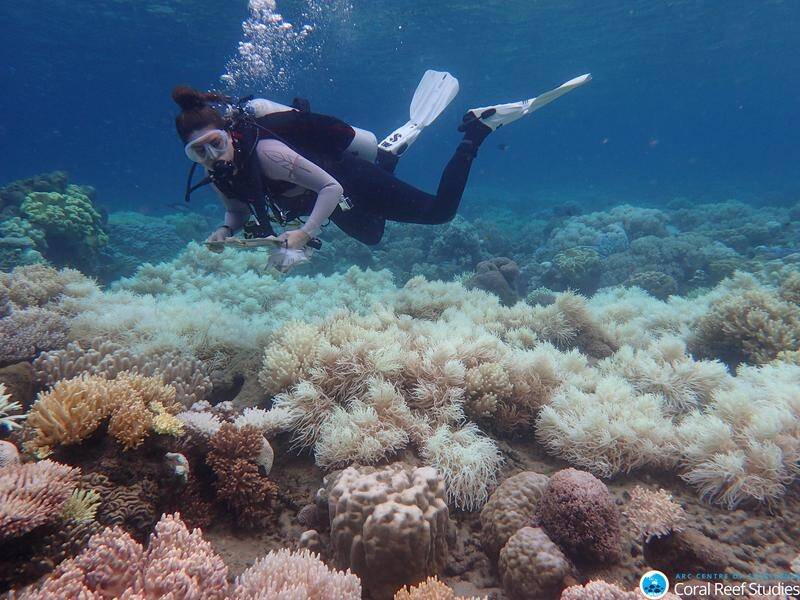 Labor is opposing govt plans to cut the total number of 'green' conservation areas in marine parks.