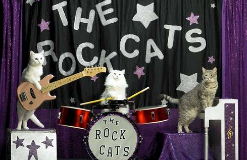 Feline groovy ... the new show mines the internet for thigh-slapping antics from "our furry, purry friends".