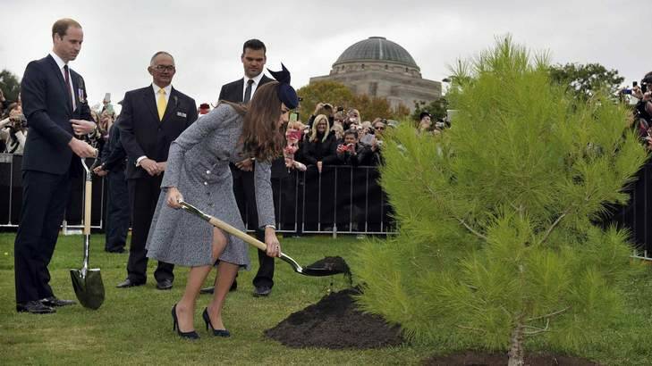 Catherine, Duchess of Cambridge, uses a shovel to place dirt at the base of a tree as her husband Britain's Prince William watches with officials at the Australian National War Memorial. Photo: REUTERS/Mark Graham/Pool