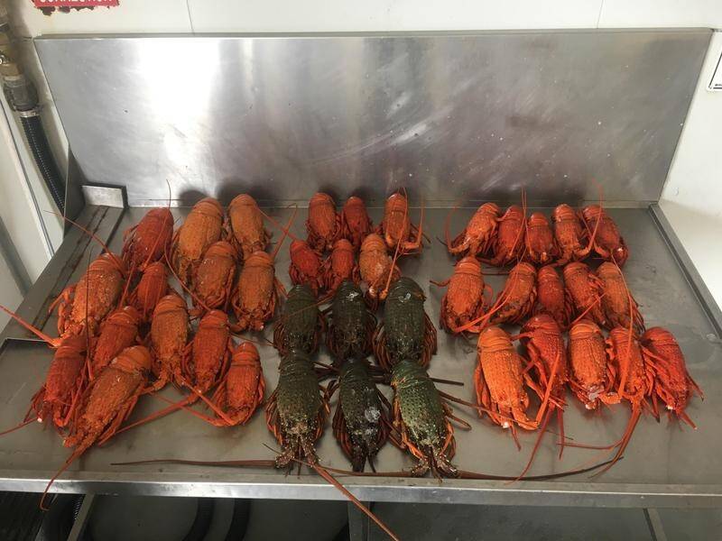 A fisherman and his deckhand have been caught with 40 illegally caught eastern rock lobsters.