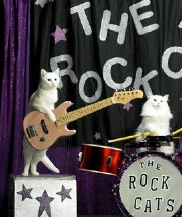 Feline groovy ... the new show mines the internet for thigh-slapping antics from "our furry, purry friends".