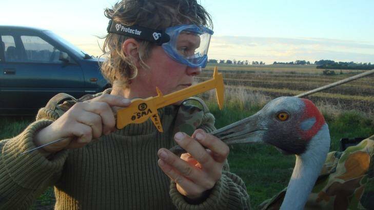 Inka Veltheim measures the head of a captured brolga. Photo: Supplied